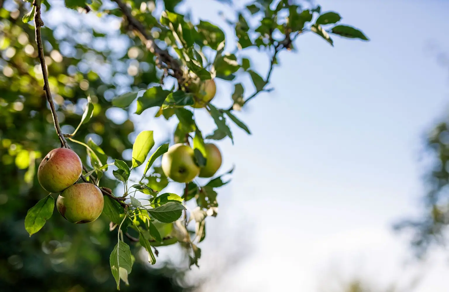 Nahaufnahme von einem Ast eines Apfelbaumes.