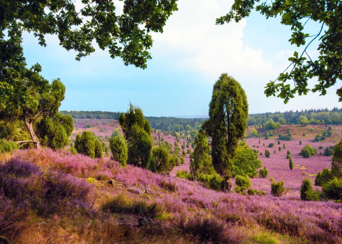 Totengrund in der Lüneburger Heide Totengrund in der Lüneburger Heide bei Wilsede